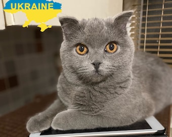 May include: A grey cat with yellow eyes is lying on a white tablet computer. The cat is looking directly at the camera. The word "UKRAINE" is written in yellow and blue on a map of Ukraine in the background.