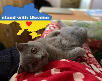 Foto der ukrainischen Katze Olivka, ukrainische Postkarte, Liebe Ukraine, Solidarität mit der Ukraine, Ukraine Digital Download, Ukraine Karte, Blau Gelb