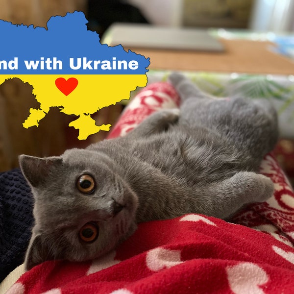 Photo of Ukrainian cat Olivka, Ukrainian postcard, Love Ukraine, Solidarity with Ukraine, Ukraine Digital Download, Ukraine map, Blue Yellow