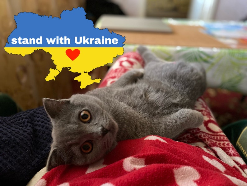 Foto van Oekraïense kat Olivka, Oekraïense ansichtkaart, Liefde Oekraïne, Solidariteit met Oekraïne, Oekraïne Digitale Download, Oekraïne kaart, Blauw Geel afbeelding 1