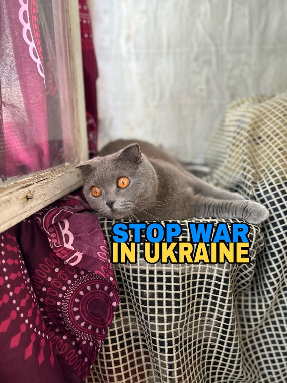 Love Ukraine, Ukrainian Postcard, Instant Download Mediafile, Peace for Ukraine, Ukrainian Pet Cat, Pray for Ukraine, Digital Download File