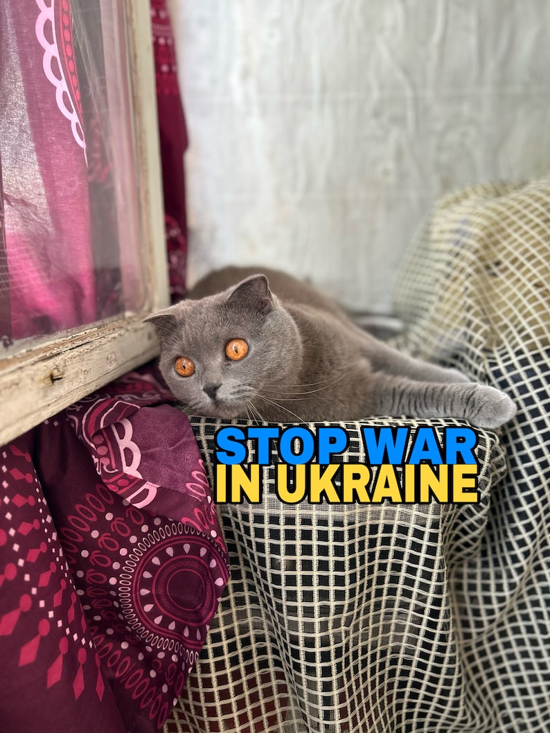 Peut inclure: Un chat gris aux yeux orange assis sur un tissu &agrave; motifs avec le texte "STOP WAR IN UKRAINE" en lettres bleues et jaunes.
