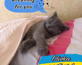 2 - Cartolina Olivka - Download file digitale - Gatto domestico carino