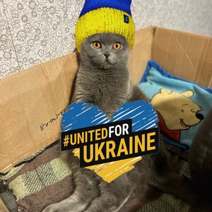May include: A grey cat wearing a blue and yellow beanie, sitting in a cardboard box. The cat holds a heart-shaped sign with the text "#UNITED FOR UKRAINE". The beanie has a peace symbol.