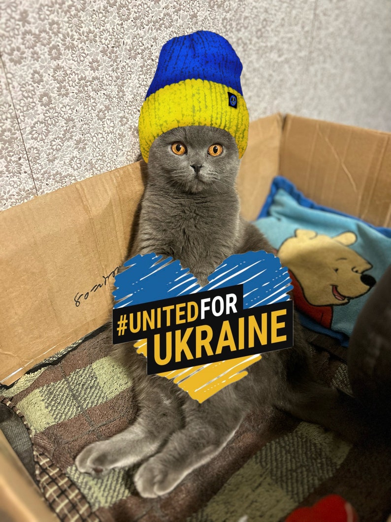 May include: A grey cat wearing a blue and yellow beanie, sitting in a cardboard box. The cat holds a heart-shaped sign with the text "#UNITED FOR UKRAINE". The beanie has a peace symbol.