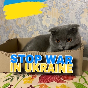 Die Ukraine braucht Unterstützung. Digitale Datei herunterladen. Postkarte aus der Ukraine. Patriotische Katze