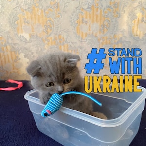 Ukrainian pets need Peace in Ukraine. Digital Download File. Ukrainian postcard. Support Ukrainian Family