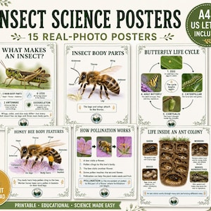 Puede incluir: Una colección de 15 pósteres educativos de ciencia sobre insectos con fotografías reales. Los pósteres muestran diagramas de un saltamontes, anatomía de abeja, ciclo de vida de mariposa, polinización y vida en hormiguero con etiquetas.