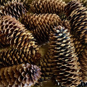 4.5 - 5.5” New England Pinecones from Massachusetts