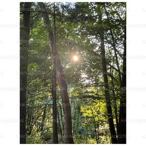 Vista panorámica de verano Rayos de sol a través de los árboles Bosque para vegetación Arte Decoración del hogar Tapices de pared Cartel de fotografía Postal de clima soleado