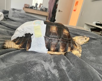 tortoise enclosure