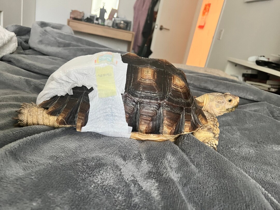 Turtle Daipers Tortoise Diapers - Etsy