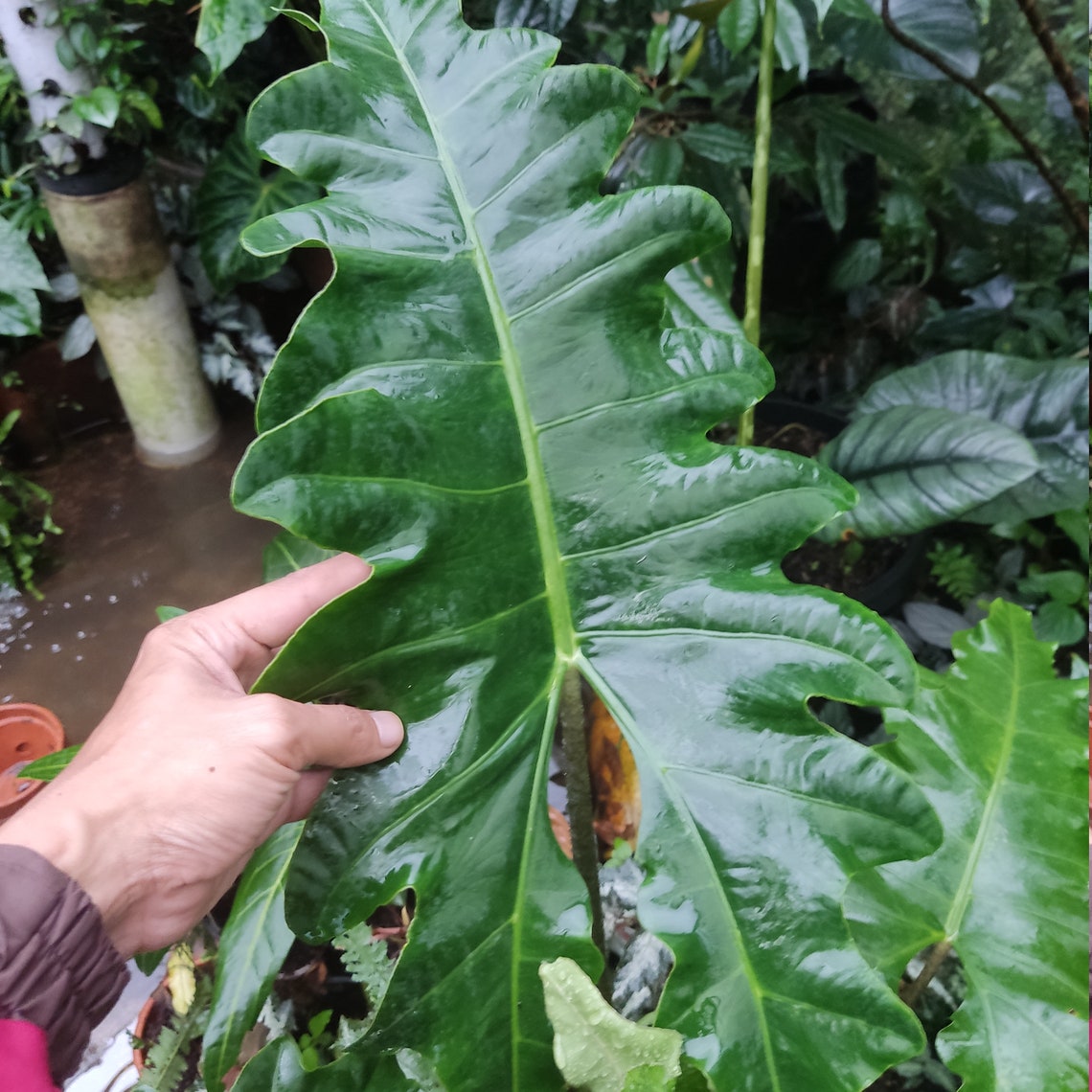 Alocasia Sulawesi Sp Exotic Rare Plant Etsy