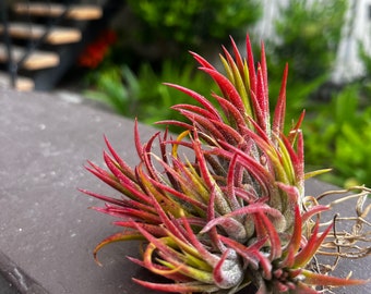 Air Plant Clump SM