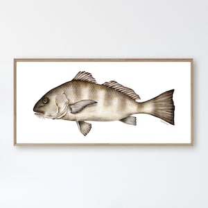 Black Drum Fish / Watercolor Art Print