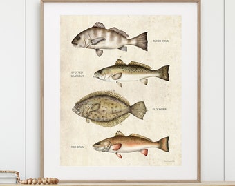 Saltwater Fish / Watercolor Fish Illustration / Coastal Wall Art / Fisherman Gift