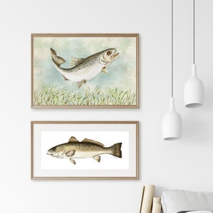 Speckled Trout / Spotted Trout Art Print