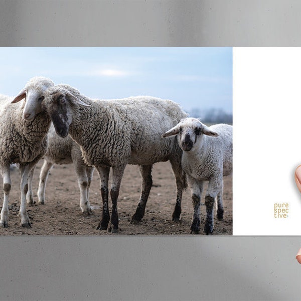 Postkarte Schafliebe "We are Family" mit Kraftpapier-Umschlag, Schafpostkarte, Grußkarte, Glückwunschkarte, Osterkarte, Einfach-so-Karte