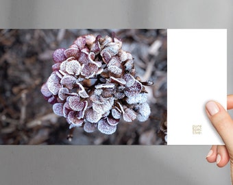 Winter card | Fine art postcard "Winter Hydrangea" including kraft paper envelope, Christmas card, fine art photo postcard, winter greeting