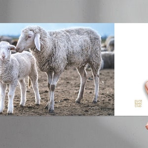 Postcard Sheep Love Lammfromm with envelope, sheep postcard, congratulations card, greeting card, just-so card, encouragement card image 1