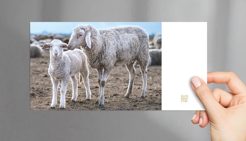 Postcard Sheep Love Lammfromm with envelope, sheep postcard, congratulations card, greeting card, just-so card, encouragement card image 1