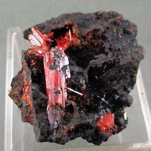 Könnte beinhalten: Ein Cluster aus leuchtend roten, nadelförmigen Kristallen des Minerals Krokoit, eingebettet in eine dunkle, schwarze Matrix.