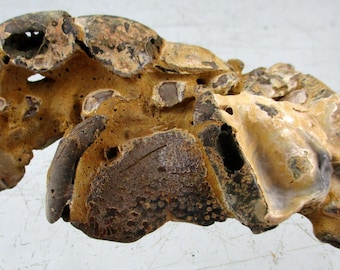 May include: A fossilized specimen featuring a porous, irregular structure with shades of tan, brown, and dark gray. The surface displays a complex, organic texture with numerous cavities, layered mineral deposits, and fossilized shell fragments.