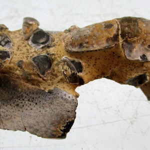 May include: A fossilised fragment featuring a textured, tan-coloured surface embedded with multiple dark, rounded, and irregular mineralised inclusions. The object displays a porous, weathered appearance with varying shades of brown and grey throughout.
