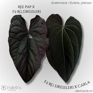 Anthurium (Ree papillilaminum x RG f2 dressleri) x (dressleri x carlablackiae) seedling
