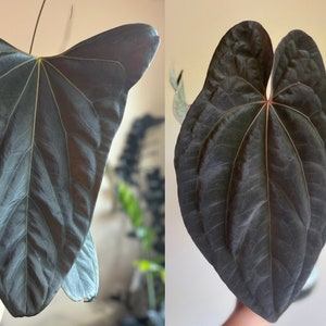 Anthurium Mr. Worldwide X Red Vein Dark Phoenix Seedlings (set of
