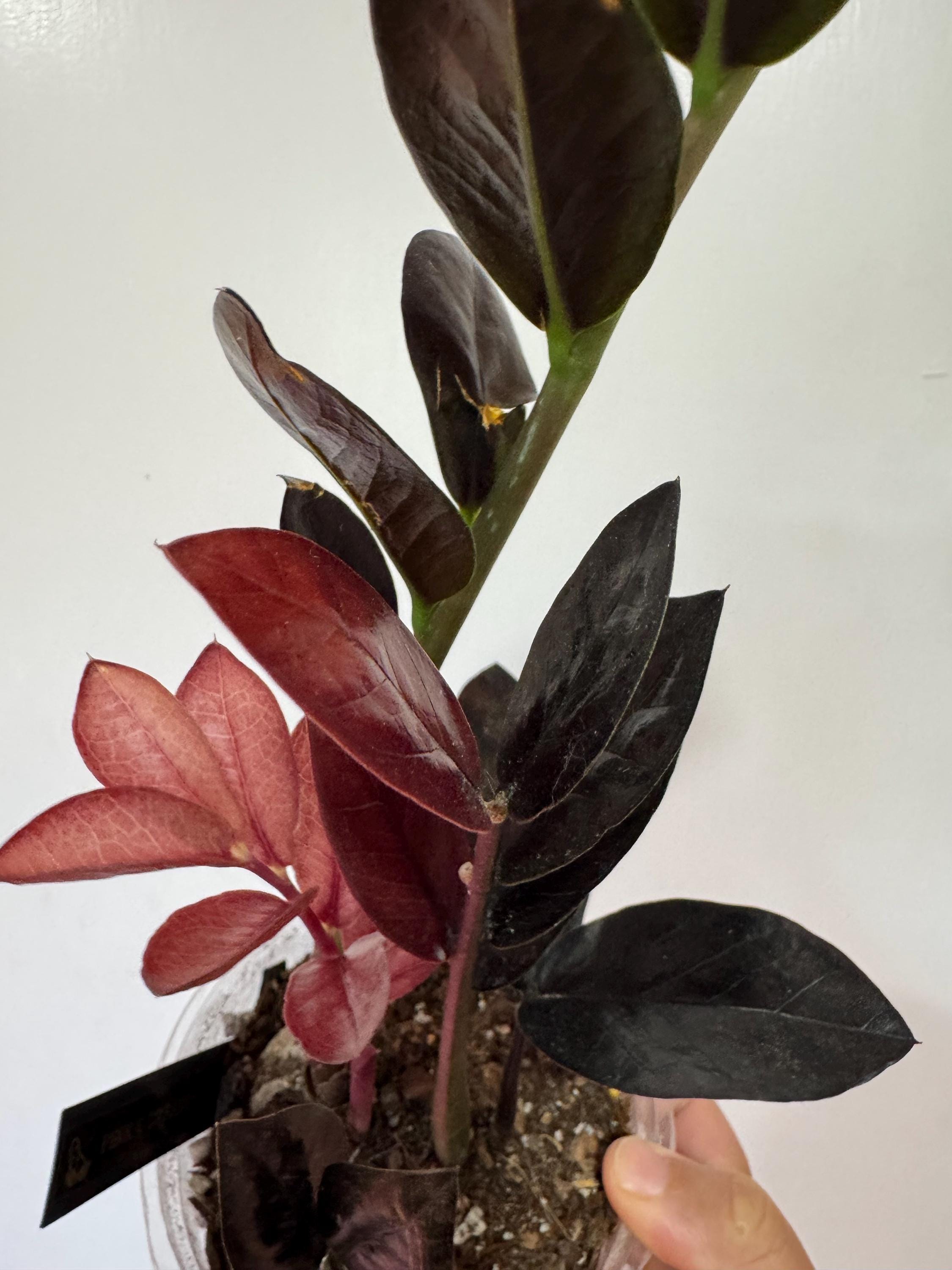 Pink Variegated ZZ Raven - Etsy