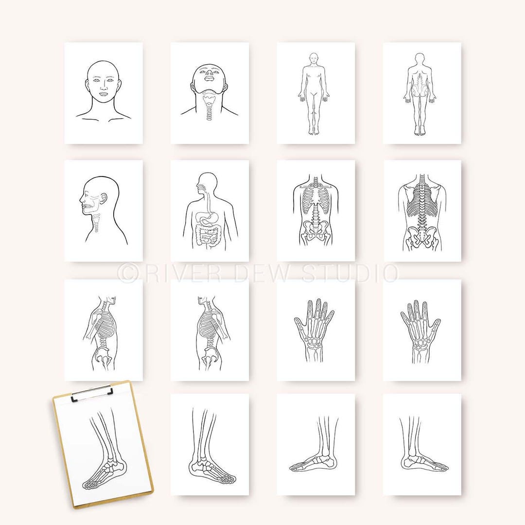 Body Form Drawings, Anatomy Illustrations 16 Pages Instant Download ...
