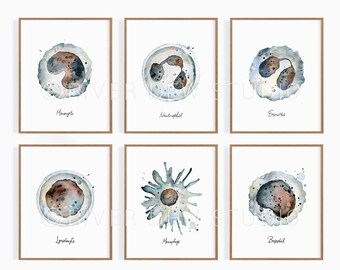 Weiße Blutkörperchen Art Set von 6 Sofortiger Download, Kunstdruck, digital druckbare Kunst, Biologie, Wissenschaft Illustration Aquarell-Wanddekor