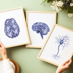 May include: Three framed watercolour prints displaying blue brain and neuron illustrations. The prints have light wood frames and are set against a light green backdrop. The artwork shows detailed depictions of the human brain and a neuron.