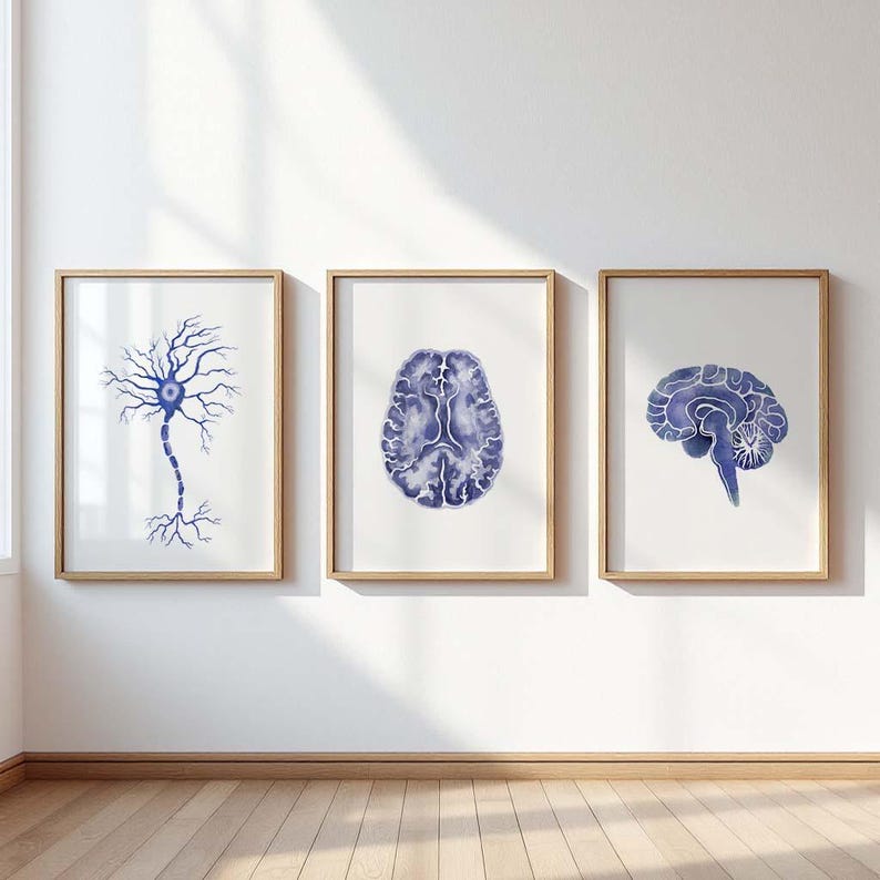 May include: Three framed watercolour prints depicting the brain and a neuron. The prints feature blue illustrations on a white background, set in light wood frames. The artwork is displayed on a white wall above a wooden floor.