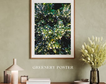 Sarcococca plant | Flower Plant Real Photography Print | Printable Wall Art Digital Download