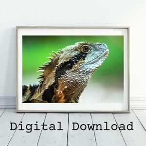 Australian Water Dragon Photography | Australian Native Animal Wall Art | Australian Nature Decor Wall Art | Digital Download