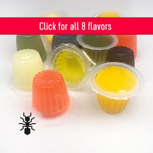 Protein and Sugar Jelly for ants, beetles and other pet animals, multiple flavor options | 3D-printed formicarium by Black Ant Creation