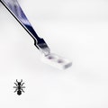 Small ants Feeding Dish Liquid or solid food | formicaria ant supplies | Multiple color Mini Bowls for hobby ant keepers product logo
