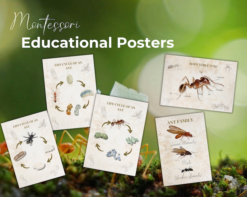 Ant Life Cycle Pack, Preschool Insect Science, Montessori Printables ...