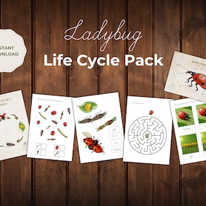 Ladybug Life Cycle Unit Study | Insect Learning Pack | Montessori Nature Activities
