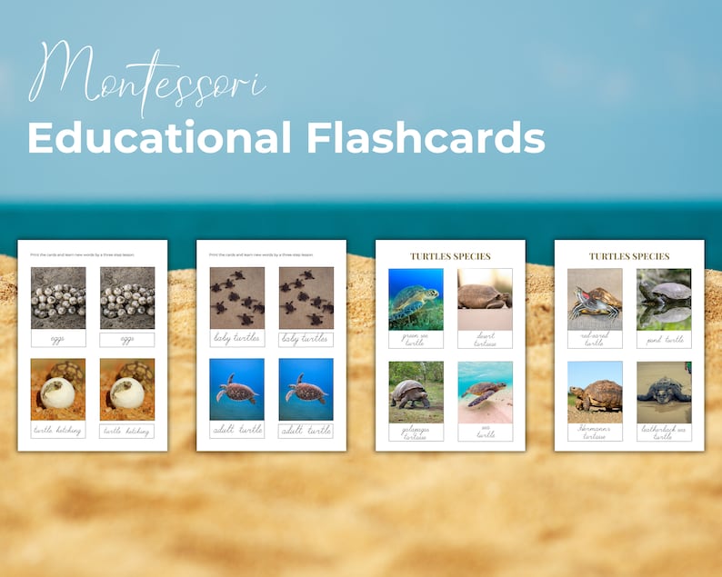Sea Turtle Unit Study Pack, Preschool Nature Study (PDF) - Etsy