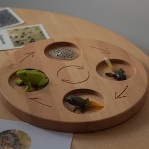 May include: A wooden circle with five sections, each containing a different stage of a frog's life cycle. The sections show a frog egg, a tadpole, a froglet, and a frog. The circle is made of light wood and has arrows carved into it to show the direction of the life cycle.