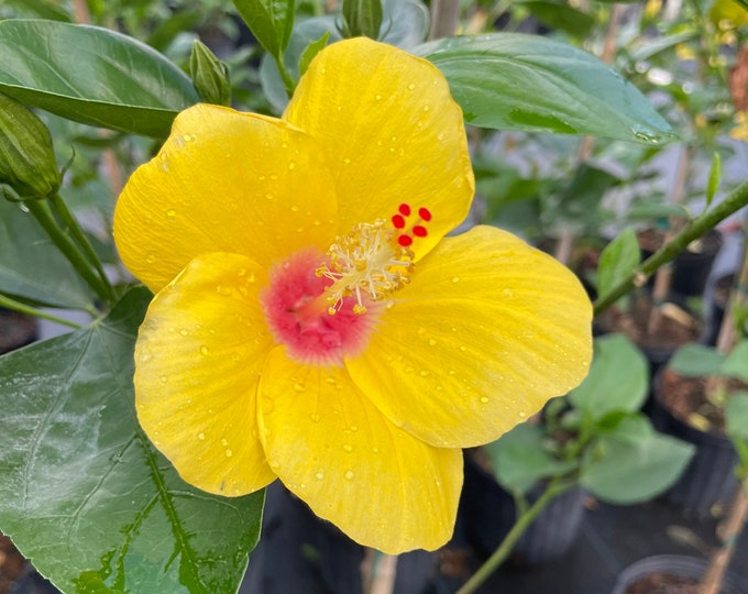 Tequila Sunrise Hibiscus Live Plant Multiple Sizes Etsy
