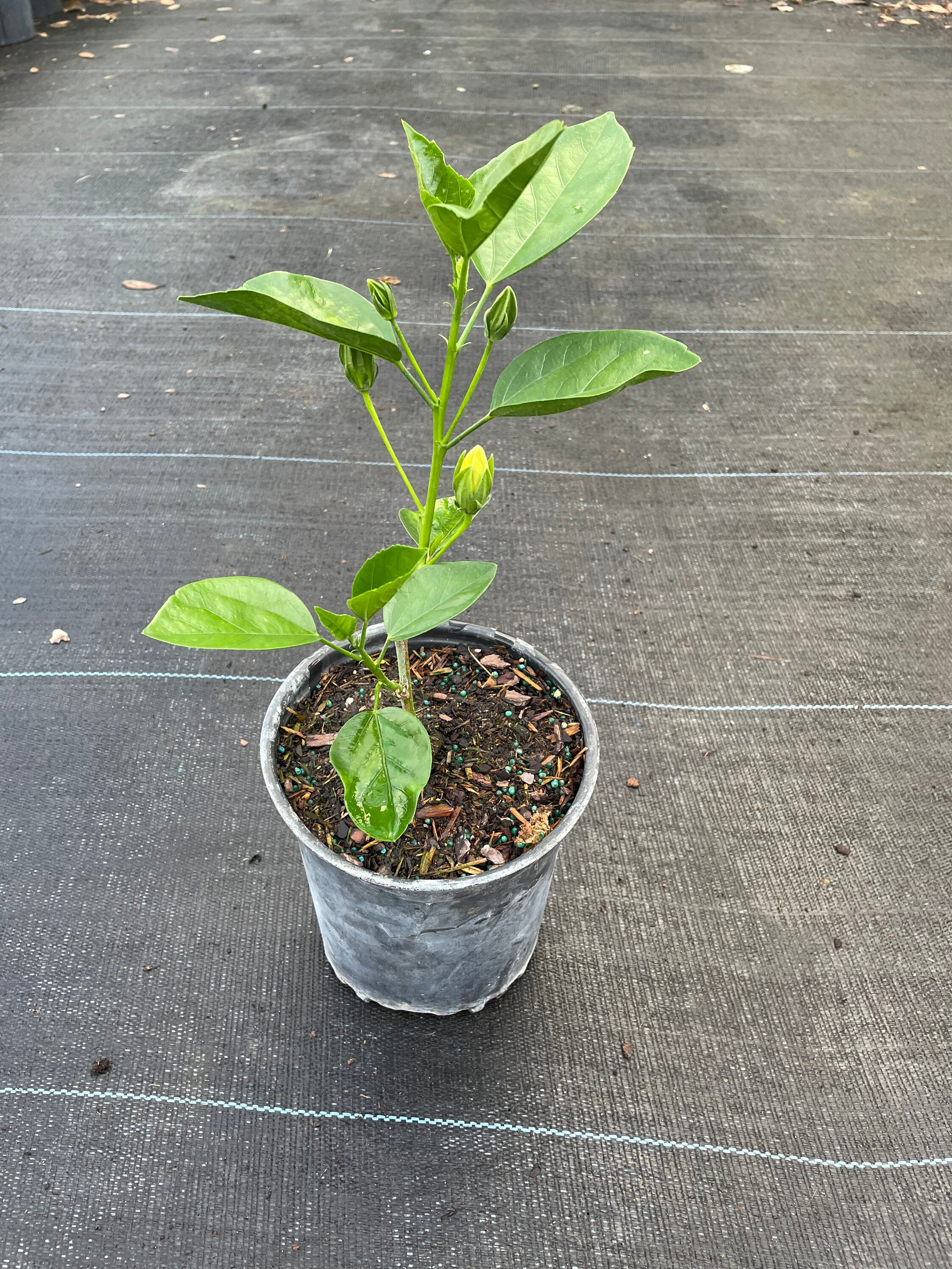 Tequila Sunrise Hibiscus Live Plant Multiple Sizes Etsy