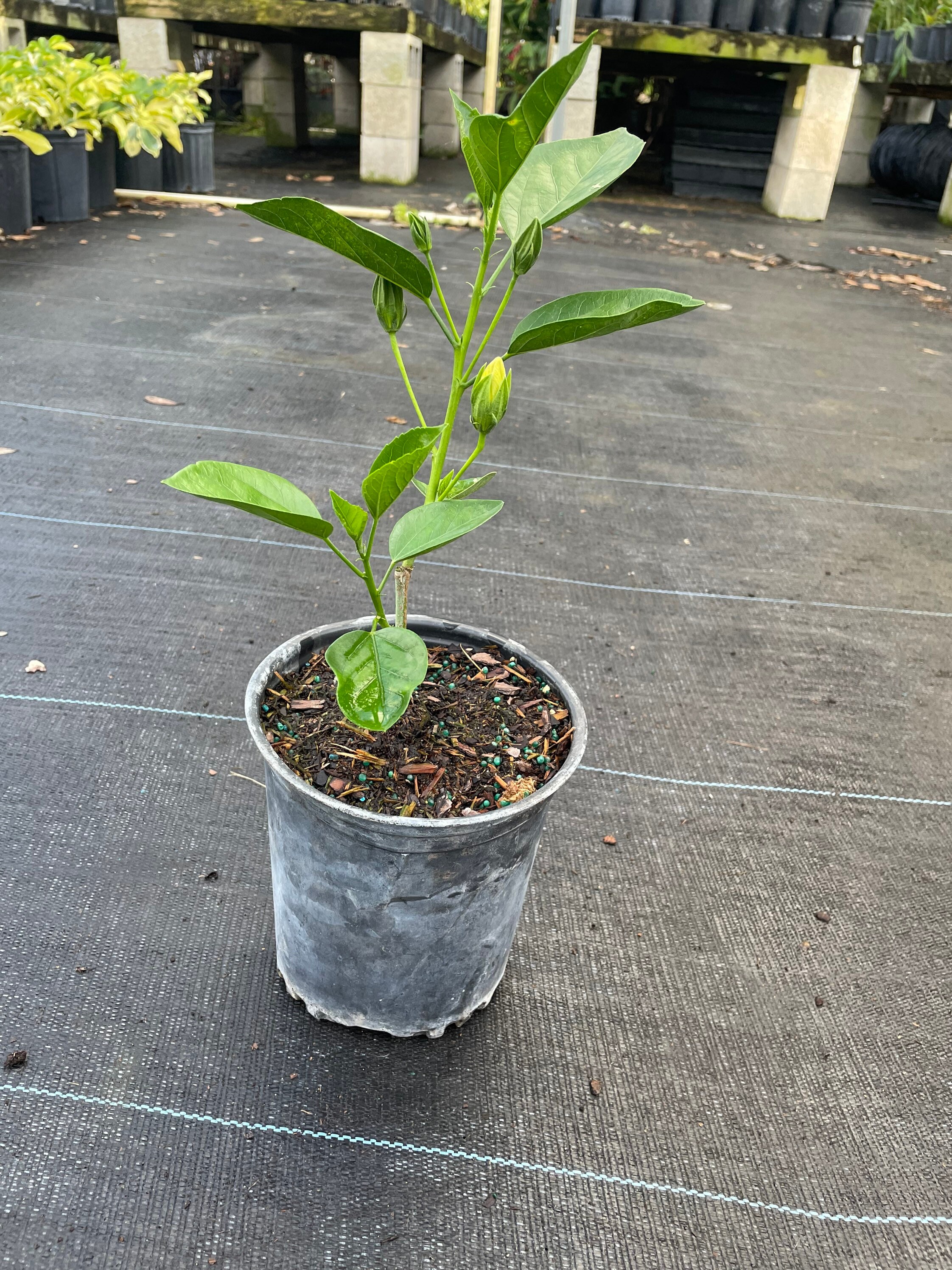 Tequila Sunrise Hibiscus Live Plant Multiple Sizes Etsy
