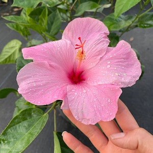 Seminole Pink Hibiscus Live Plant - Multiple Sizes