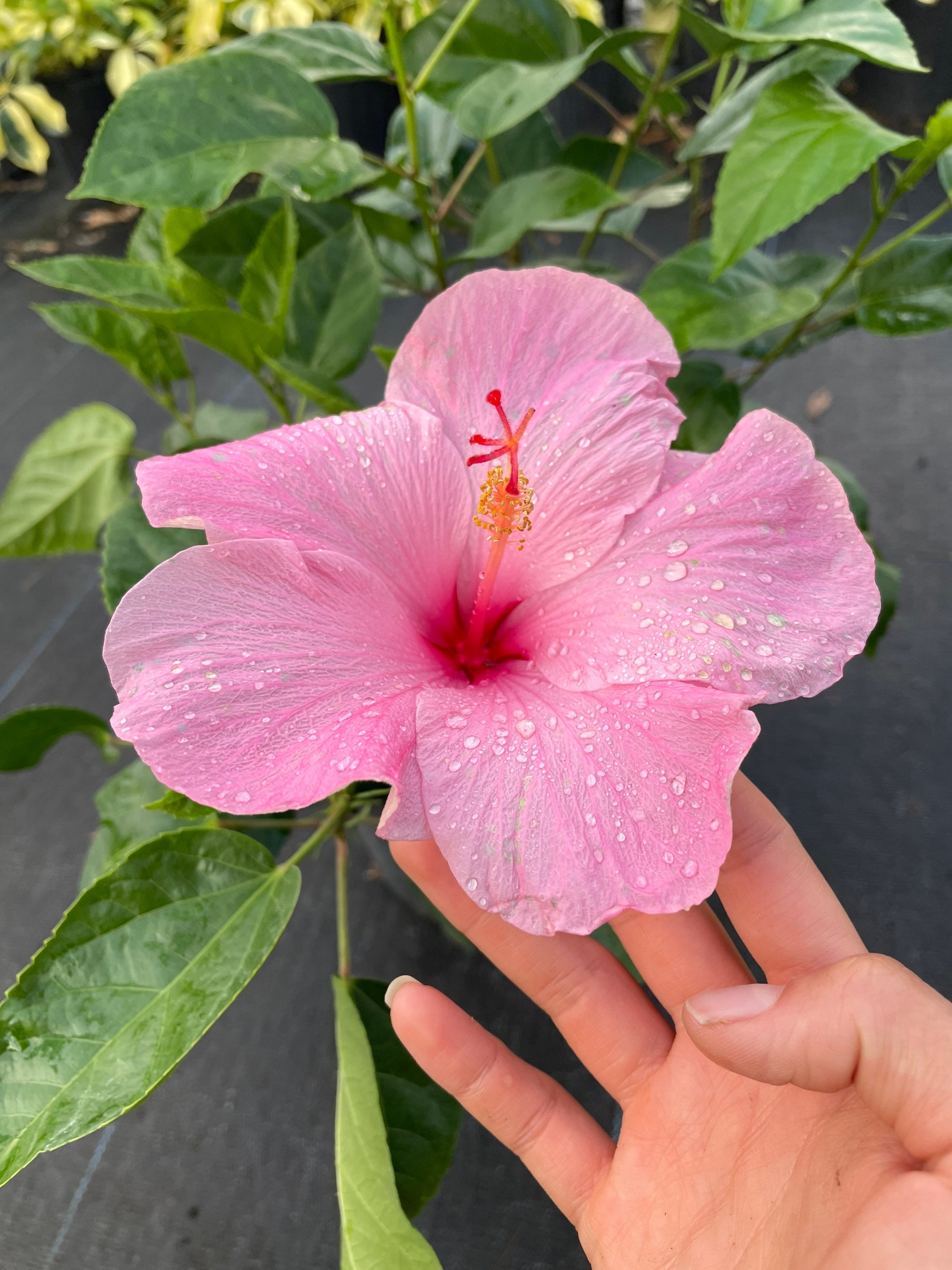 Seminole Pink Hibiscus Live Plant Multiple Sizes Etsy
