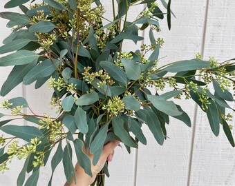 May include: A bunch of eucalyptus stems with green leaves and small green buds.