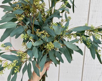 Fresh seeded eucalyptus bunch, real greenery bunch, eucalyptus bunch, Home decor